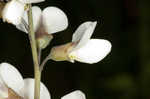 Spiked wild indigo